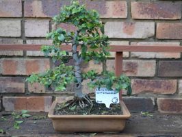 bonsai nursery